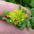 close_up_rhodiola_flower_china_icon_0