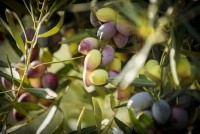 BoundaryBend olives