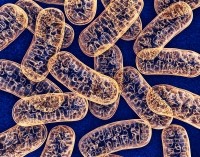 Mitochondria © Getty Images wir0man