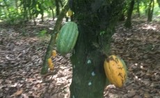 In some areas of Côte d’Ivoire '80-100% of exported cocoa is not traceable to its first buyer – let alone to its origin farm'  the new study claims. Pic: CN