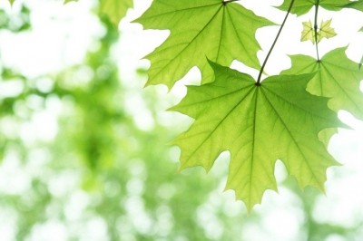 Maple water as ‘a great candidate for functional beverage applications’: Study shows processing has no effect on chemical and nutrition components