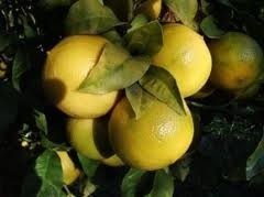 Research supports bergamot's benefit in fatty liver disease, manufacturer says