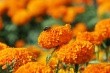 A bumper crop of marigolds will send lutein prices down.