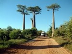 Nutrient powerhouse baobab is one of the few plant sources of calcium  