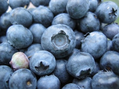 Researchers have come up with a natural coating to extend the shelf life of blueberries. Photo: Scott Schopieray