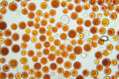 Natural astaxanthin is obtained from Haematococcus pluvialis microalgae. Image © iStock