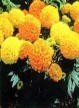 Most lutein for supplements is extracted from marigolds