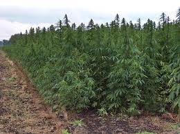 Medical marijuana is grown in small lots under tightly controlled conditions. Test cultivation of industrial hemp (above) has started in Kentucky and Colorado.