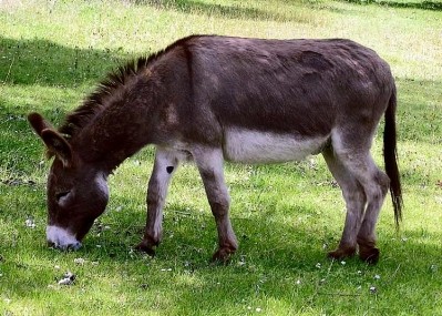 Does donkey dairy contain the key to longevity?