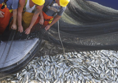 Omega Protein cites info from fisheries regulators to boost sustainability bona fides
