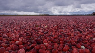 Fruit d' Or gets Health Canada approval for cranberry powder during period of regulatory uncertainty