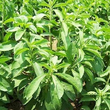 The science of stevia