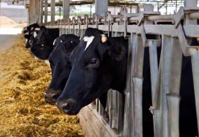 A Canadian group believes cattle could help create omega-3s.
