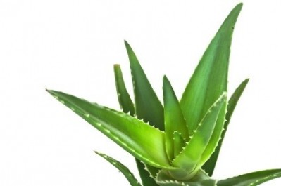 Pharmachem self-affirms GRAS for aloe leaf powders