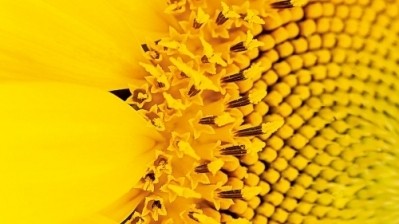 Demand is increasing for sunflower-derived lecithin, as non-GM soy becomes scarcer