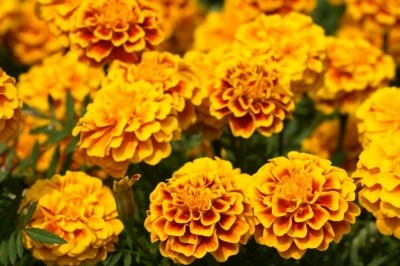 Lutein is found in dark leafy greens in the diet, while marigold flowers (above) are the established commercial source of lutein 