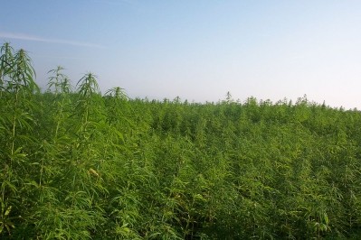 Industrial hemp cultivation. Creative Commons image