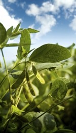 New soy ingredient could re-invigorate cardio foods market, predicts Scoular
