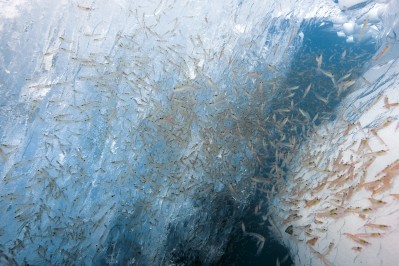 Krill oil supplier says the 'million dollar question' now is whether its Antarctic fishing patches will be next on the protection list. Photo credit Aker Biomarine