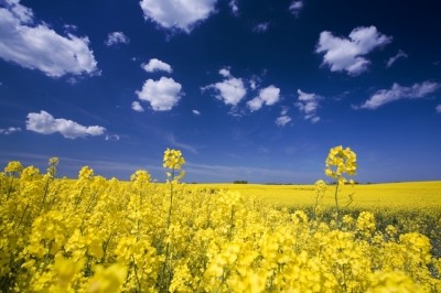 The mixed tocopherols product is derived from rapeseed (Brassica napus) oil. Image © iStockPhoto 