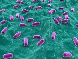 Gut bacteria are closely linked to immune functions