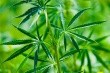 AHP moves ahead with cannabis monograph