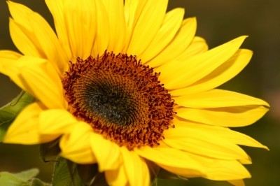 The Dr Organic line advertises vitamin E derived from sunflowers. Image © iStockPhoto / InspiredFootage