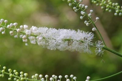 Black cohosh. Up to 30% of products labelled as black cohosh may be adulterated