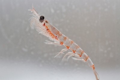 Naturexit: French player ends its krill processing presence. © iStock