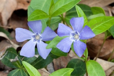 Vinpocetine is derived from vincamine obtained from the lesser periwinkle plant (Vinca minor L.). Image © Ryan Kaldari
