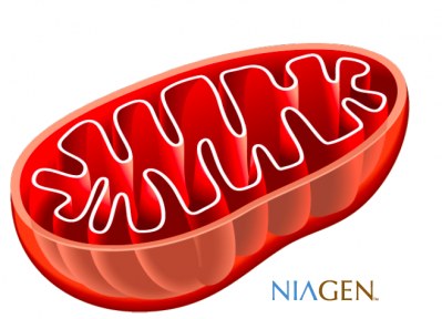Niagen supports mitochondrial health, ChromaDex says.