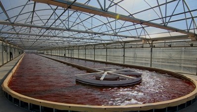 Heliae cultivates Haematococcus pluvias in open ponds within greenhouses at its plant in Arizona.  Heliae photo.