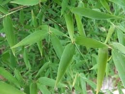 Antioxidant derived from bamboo close to market entry