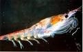Neptune's European patent on krill oil revoked