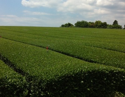 Japanese tea fields.  Photo courtesy of Calli O'Brien.