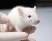 A recent vitamin E study was bad news for certain lab mice, but irrelevant for human supplementation, CRN says.