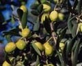 Olive extract shows benefits for inflammatory bowel disease