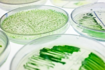 Algae biofuels expertise doesn't always translate to nutraceuticals, expert says