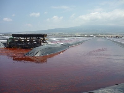 Astaxanthin production in pictures: Cyanotech Hawaii