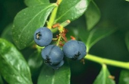 Blueberries linked to improved blood vessel health: Rat study