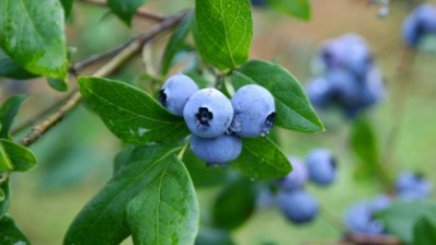 'New generation' bilberry extract to compete on price and quality
