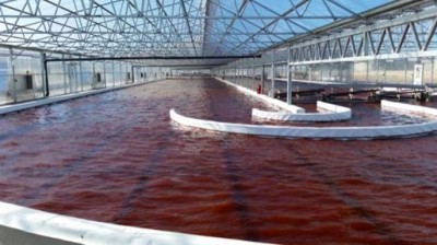 Heliae makes progress on astaxanthin, pivots to feed in DHA production