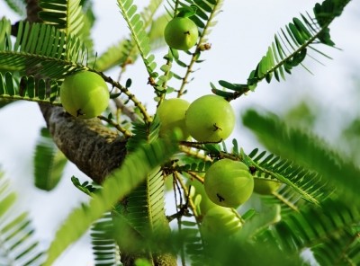 Indian gooseberry (amla) extracts show anti-inflammatory and blood flow benefits