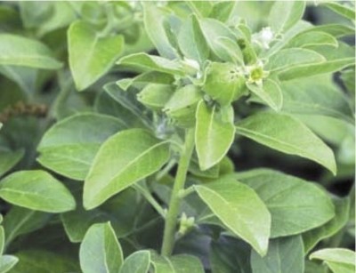 Research elucidates different approaches to modern ashwagandha ingredients