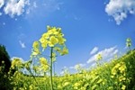 There has been growing interest in canola as an alternative source of protein 
