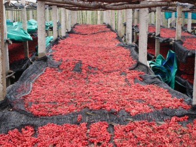 Schisandra berries drying in India.  Photo courtesy Chris Kilham.