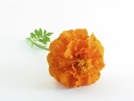 Chrysantis specializes in marigold varieties that produce high levels of zeaxanthin 