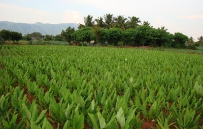 Sabinsa is vertically integrated in its supply of turmeric raw material. Photo: Sabinsa Corp.