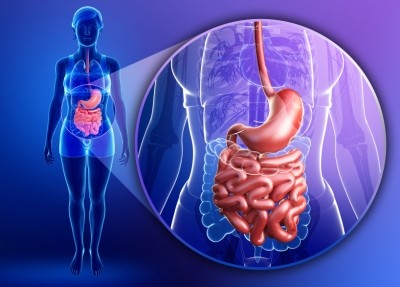 Study bridges gap between current lab digestive models and real life behaviour. © iStock.com