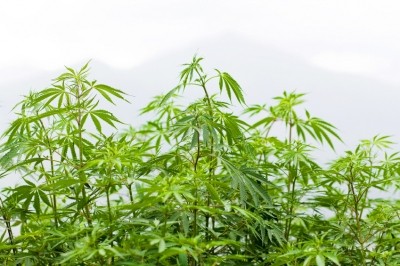 CV Health Sciences says it sources its raw material from industrial hemp.  Image © iStockPhoto / Zzvet